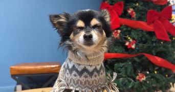 marie caroline pet sitter à DIJON 21000_5