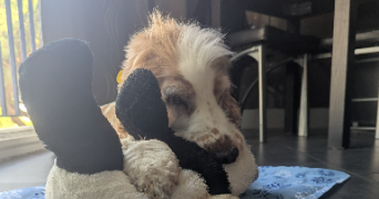 marine pet sitter à LA GRANDE MOTTE 34280_9