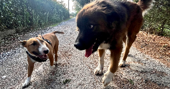 marie pet sitter à CONQUES SUR ORBIEL 11600_5