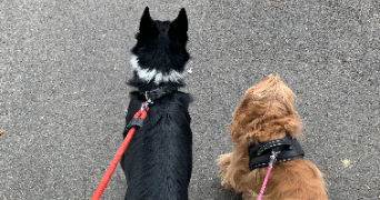 eloise pet sitter à PEROLS 34470_2