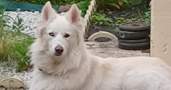 corinne pet sitter à CALAIS 62100_4