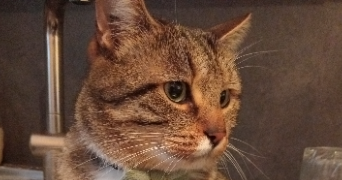 Eloïse pet sitter à Verrières-le-Buisson 91370_1