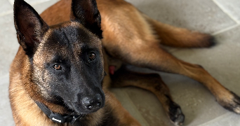 mathilde pet sitter à SURIN 86250_1