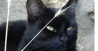 lucie pet sitter à ANGERS 49000_3
