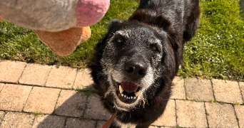 margot pet sitter à LILLE 59000_3