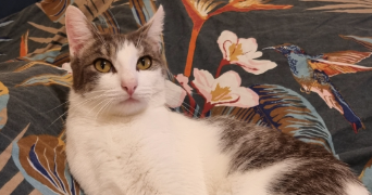 tatiana pet sitter à Luçon  85400_2