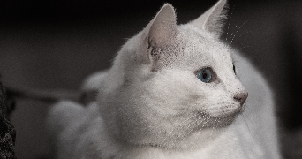 alexandrine pet sitter à ROUEN 76000_1