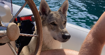 pierre pet sitter à BOULOGNE BILLANCOURT 92100_9