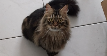 claire pet sitter à BOLBEC 76210_2