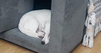 kevin pet sitter à FONTAINEBLEAU 77300_8