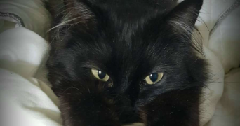 miranda pet sitter à GETIGNE 44190_2