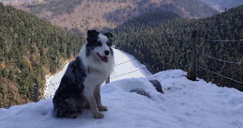 sandra pet sitter à SAULXURES SUR MOSELOTTE 88290_0