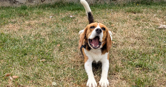 lise pet sitter à ST NICOLAS DE PORT 54210_2