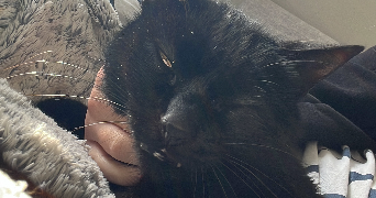 esther pet sitter à CENON 33150_5