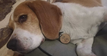 mickael dog sitter à BOISTRUDAN 35150_1