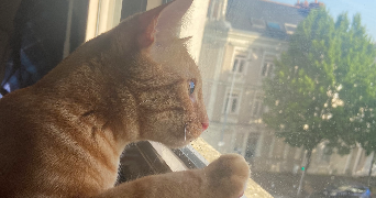 delphine pet sitter à ANGERS 49100_6