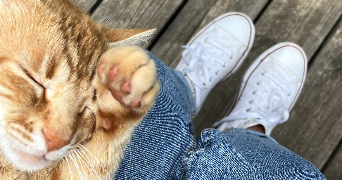 estelle pet sitter à VERO 20172_1