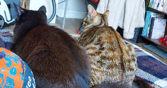 mélanie pet sitter à LOUVIERS 27400_3