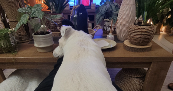 mathis pet sitter à LAVAL 53000_3