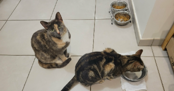 selen pet sitter à CLERMONT FERRAND 63100_7