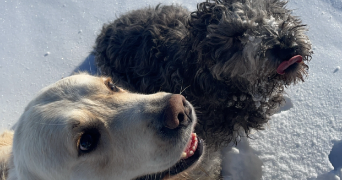 amélie pet sitter à LES AUXONS 25870_2