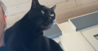 jade pet sitter à GRAND CHARMONT 25200_3