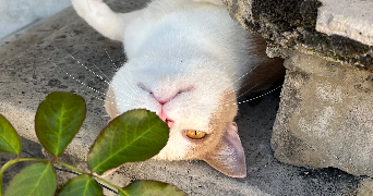 rachelle pet sitter à GURGY 89250_4