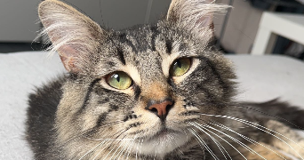 naelia pet sitter à SOISY SOUS MONTMORENCY 95230_0