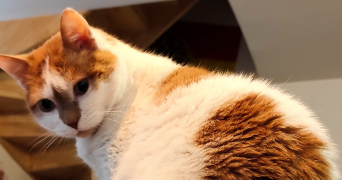 maya pet sitter à PAU 64000_2