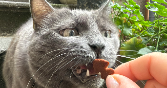 megane pet sitter à CLERMONT FERRAND 63000_9