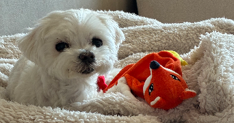 margot pet sitter à CLAYE SOUILLY 77410_5