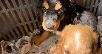 tanita pet sitter à CESSEY 25440_4