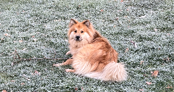 maeva pet sitter à BREST 29200_1