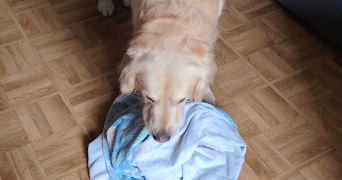 nathalie pet sitter à LE CHESNAY ROCQUENCOURT 78150_2