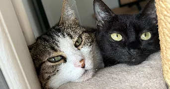 marine pet sitter à SUCY EN BRIE 94370