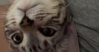 clementine pet sitter à ST LEU LA FORET 95320_4