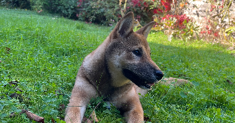 sarah pet sitter à ARDON 45160_3