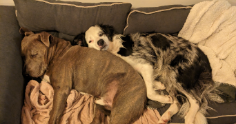 nadège dog sitter à FOSSEMAGNE 24210_3