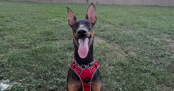 julien pet sitter à ASPIN EN LAVEDAN 65100_2