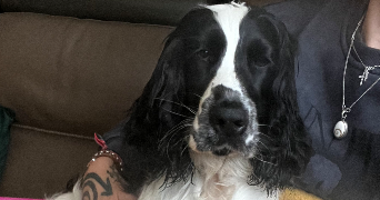 aude pet sitter à ST CYR SUR LOIRE 37540_6