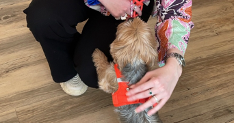 charlotte pet sitter à MORSANG SUR ORGE 91390_2