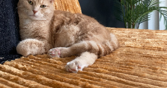 marion pet sitter à Reims 51100_1