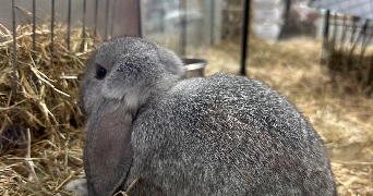 coralie pet sitter à DOUAI 59500_6