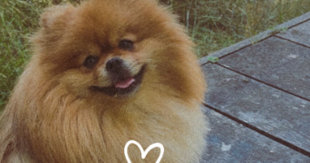 amandine pet sitter à BOIS D ARCY 78390_0