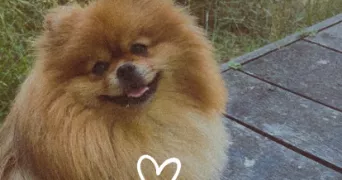 amandine pet sitter à BOIS D ARCY 78390