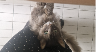 juliette pet sitter à NANTES 44100_1