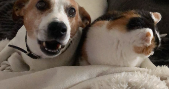 aude pet sitter à L'union 31240_7