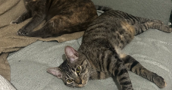 chaïma pet sitter à LE CRES 34920_1