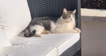 alycia pet sitter à BOUVILLE 91880_1