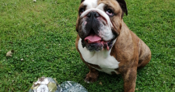 sophie pet sitter à LILLE 59160_4